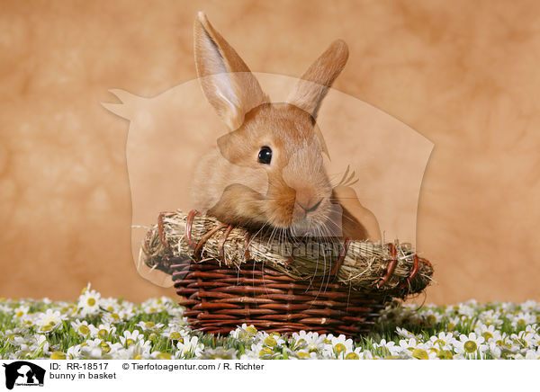 Kaninchen im krbchen / bunny in basket / RR-18517