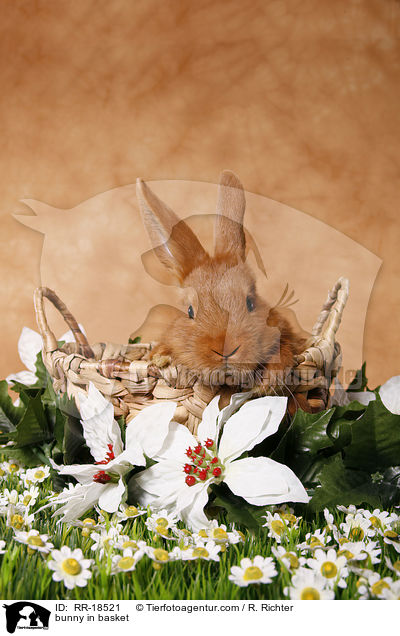 Kaninchen im krbchen / bunny in basket / RR-18521