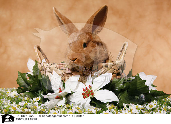 Kaninchen im krbchen / bunny in basket / RR-18522
