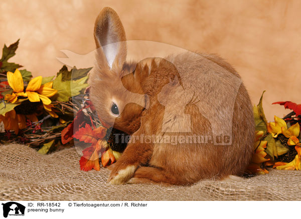 sich putzendes Kaninchen / preening bunny / RR-18542