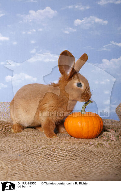 rotes Kaninchen / red bunny / RR-18550