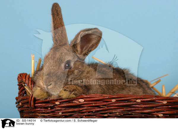 braunes Kaninchen / brown bunny / SS-14014