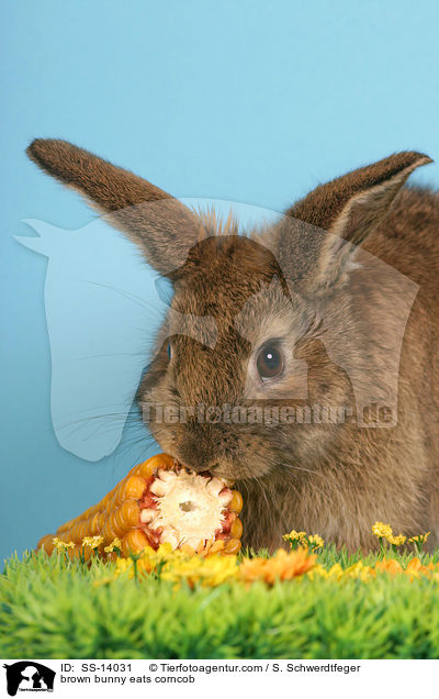 braunes Kaninchen frisst Maiskolben / brown bunny eats corncob / SS-14031