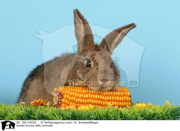 braunes Kaninchen mit Maiskolben / brown bunny with corncob / SS-14032