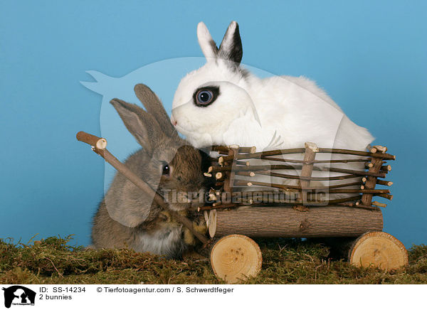 2 Kaninchen / 2 bunnies / SS-14234