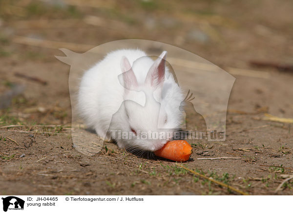 junges Kaninchen / young rabbit / JH-04465