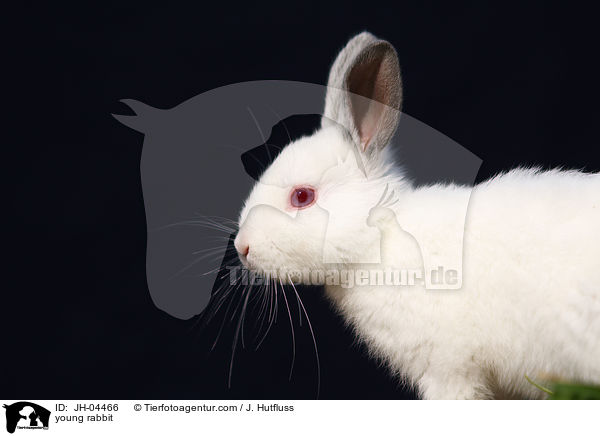 junges Kaninchen / young rabbit / JH-04466