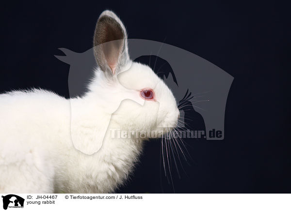 junges Kaninchen / young rabbit / JH-04467