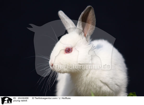 junges Kaninchen / young rabbit / JH-04468