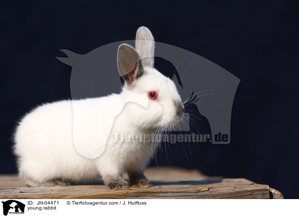 junges Kaninchen / young rabbit / JH-04471