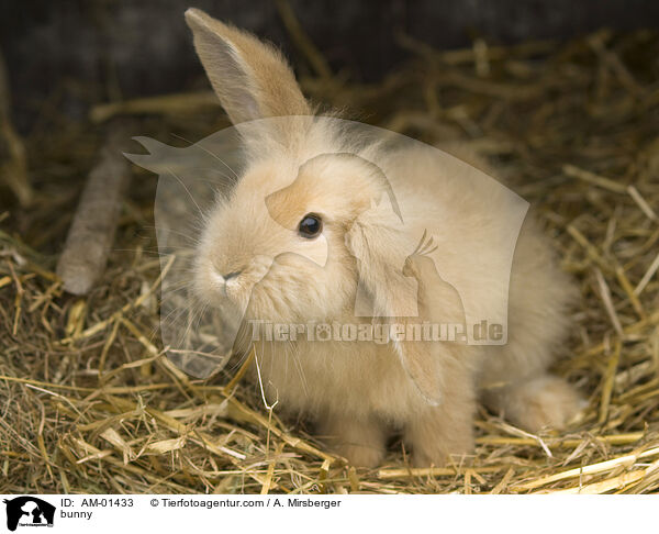 bunny / AM-01433