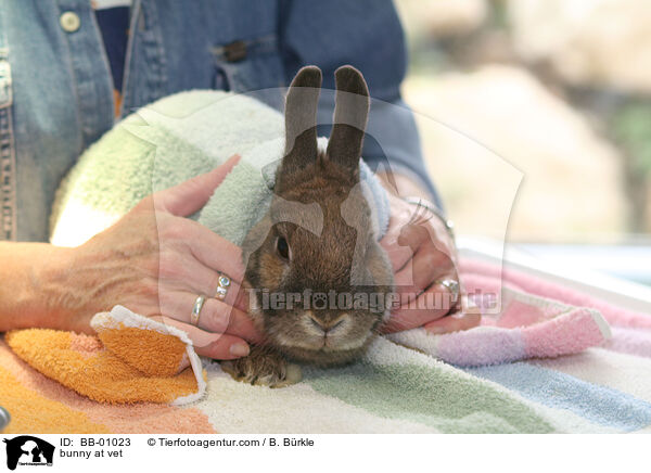 Kaninchen beim Tierarzt / bunny at vet / BB-01023