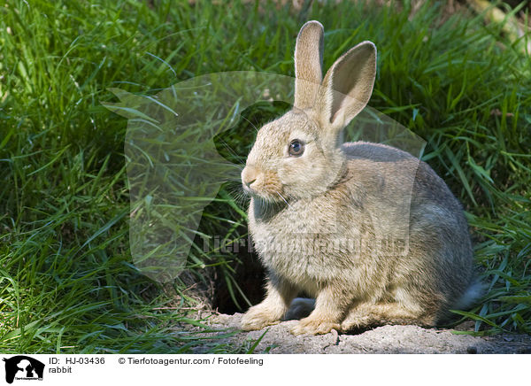 rabbit / HJ-03436