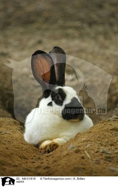 Kaninchen / rabbit / AB-01818