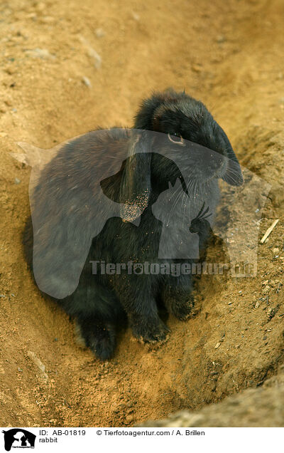 Kaninchen / rabbit / AB-01819