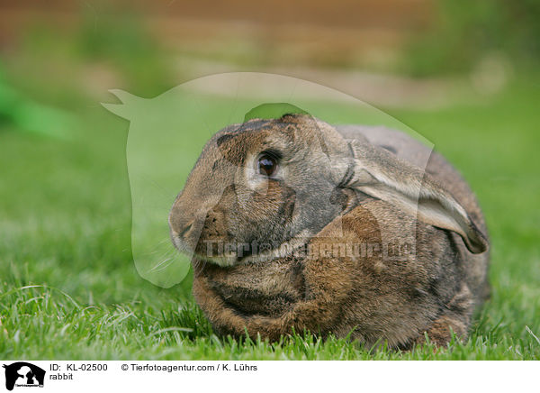 Kaninchen / rabbit / KL-02500