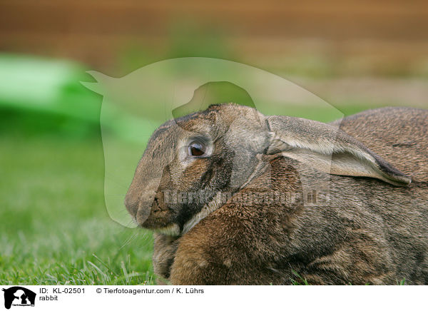 Kaninchen / rabbit / KL-02501