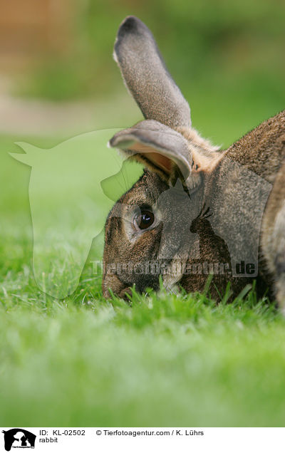 Kaninchen / rabbit / KL-02502