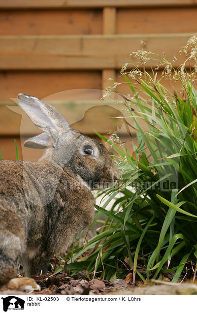 Kaninchen / rabbit / KL-02503