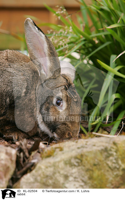 Kaninchen / rabbit / KL-02504