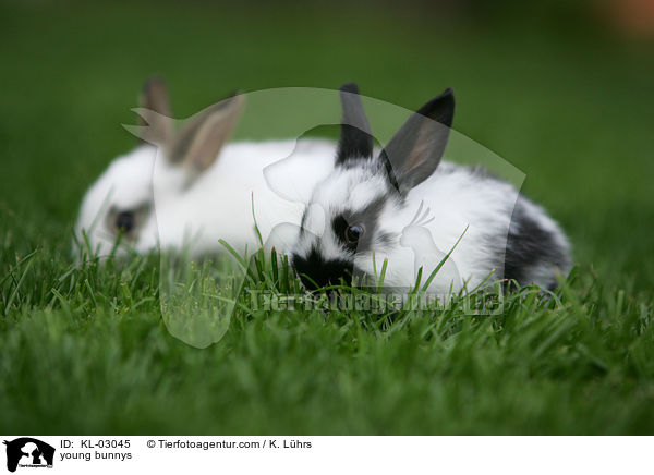 junge Kaninchen / young bunnys / KL-03045