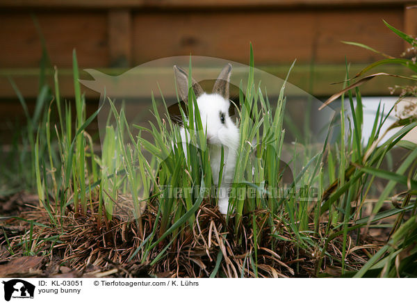 junges Kaninchen / young bunny / KL-03051