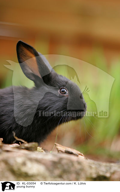 junges Kaninchen / young bunny / KL-03054