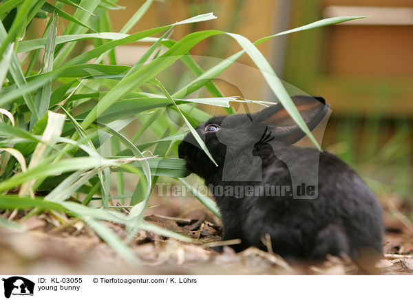 junges Kaninchen / young bunny / KL-03055