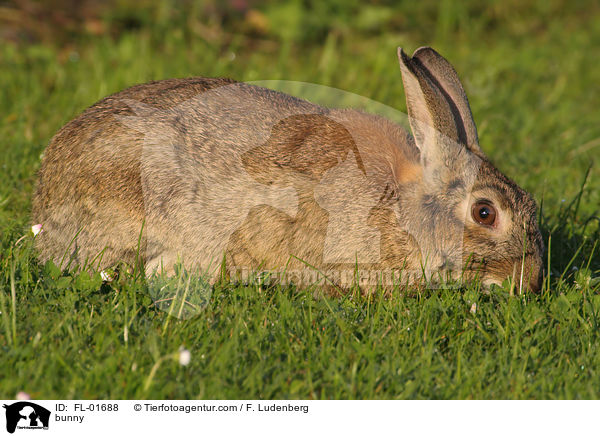 Kaninchen / bunny / FL-01688