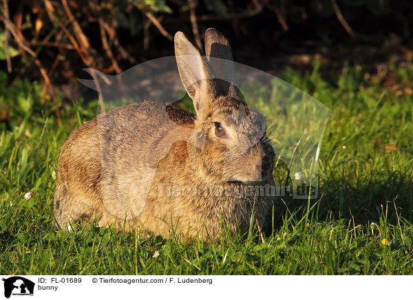 bunny / FL-01689