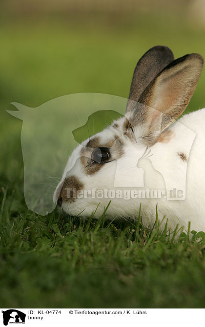 Kaninchen / bunny / KL-04774