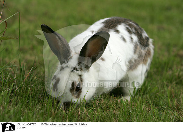 Kaninchen / bunny / KL-04775