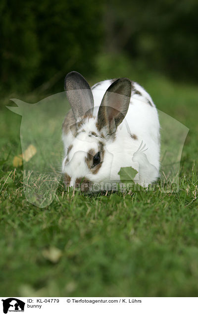 Kaninchen / bunny / KL-04779