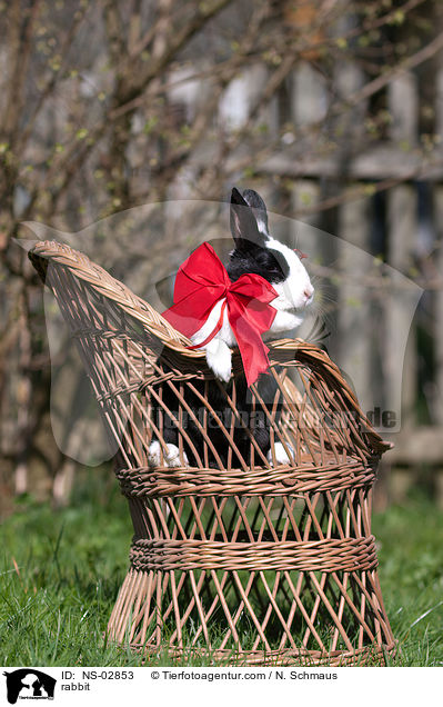 Kaninchen / rabbit / NS-02853