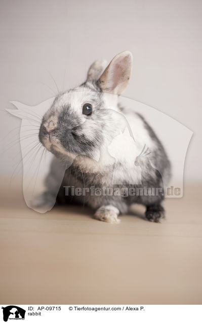 rabbit / AP-09715