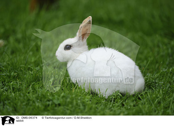 Kaninchen / rabbit / DMS-06374