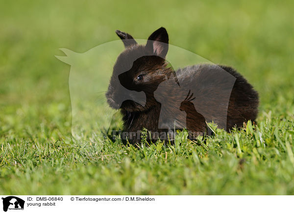 junges Kaninchen / young rabbit / DMS-06840
