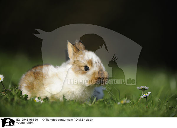 young rabbit / DMS-06850