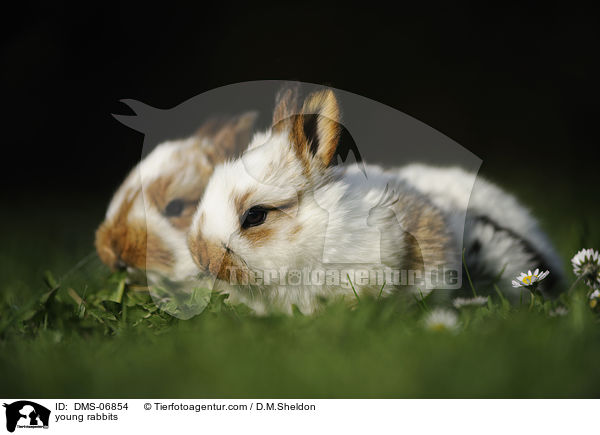 junge Kaninchen / young rabbits / DMS-06854