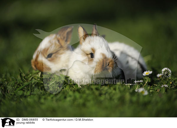 junge Kaninchen / young rabbits / DMS-06855