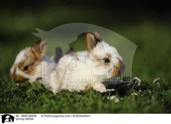junge Kaninchen / young rabbits / DMS-06856