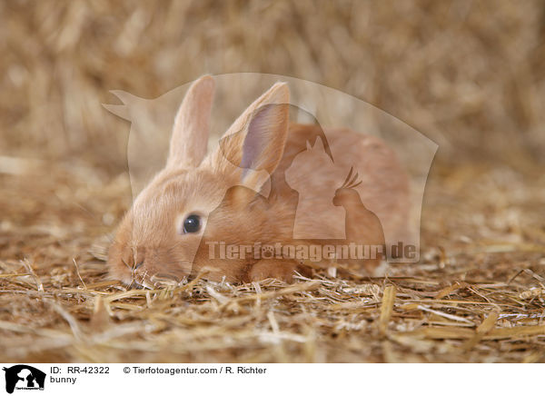 Kaninchen / bunny / RR-42322