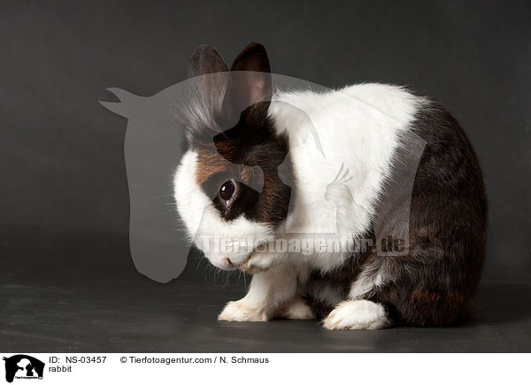 Kaninchen / rabbit / NS-03457