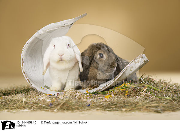 Kaninchen / rabbits / NN-05845