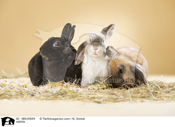 Kaninchen / rabbits / NN-05854