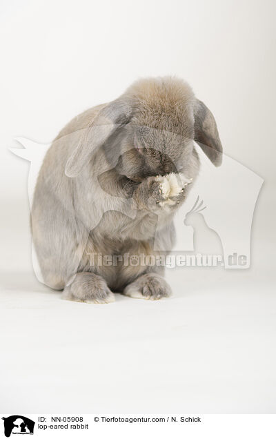 lop-eared rabbit / NN-05908