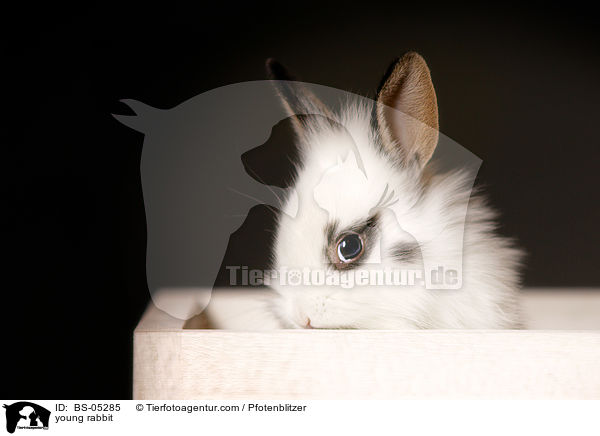 junges Kaninchen / young rabbit / BS-05285