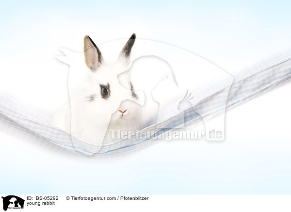 junges Kaninchen / young rabbit / BS-05292