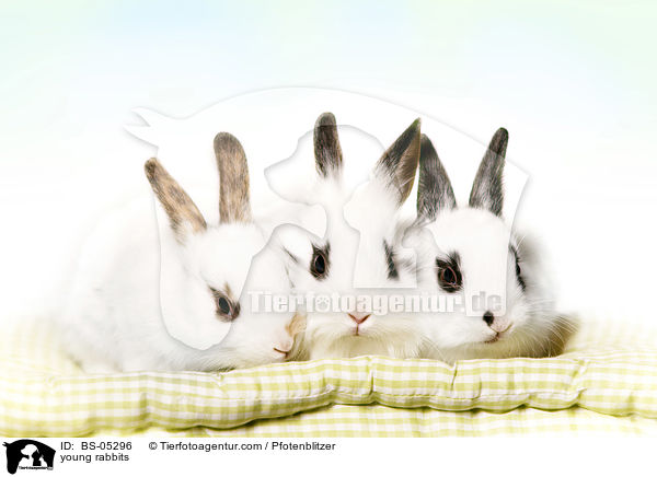 young rabbits / BS-05296