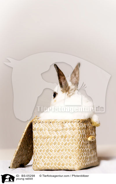 junges Kaninchen / young rabbit / BS-05298